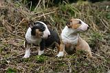 BULL TERRIER MINIATURE 253